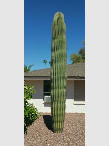Saguaro Spear